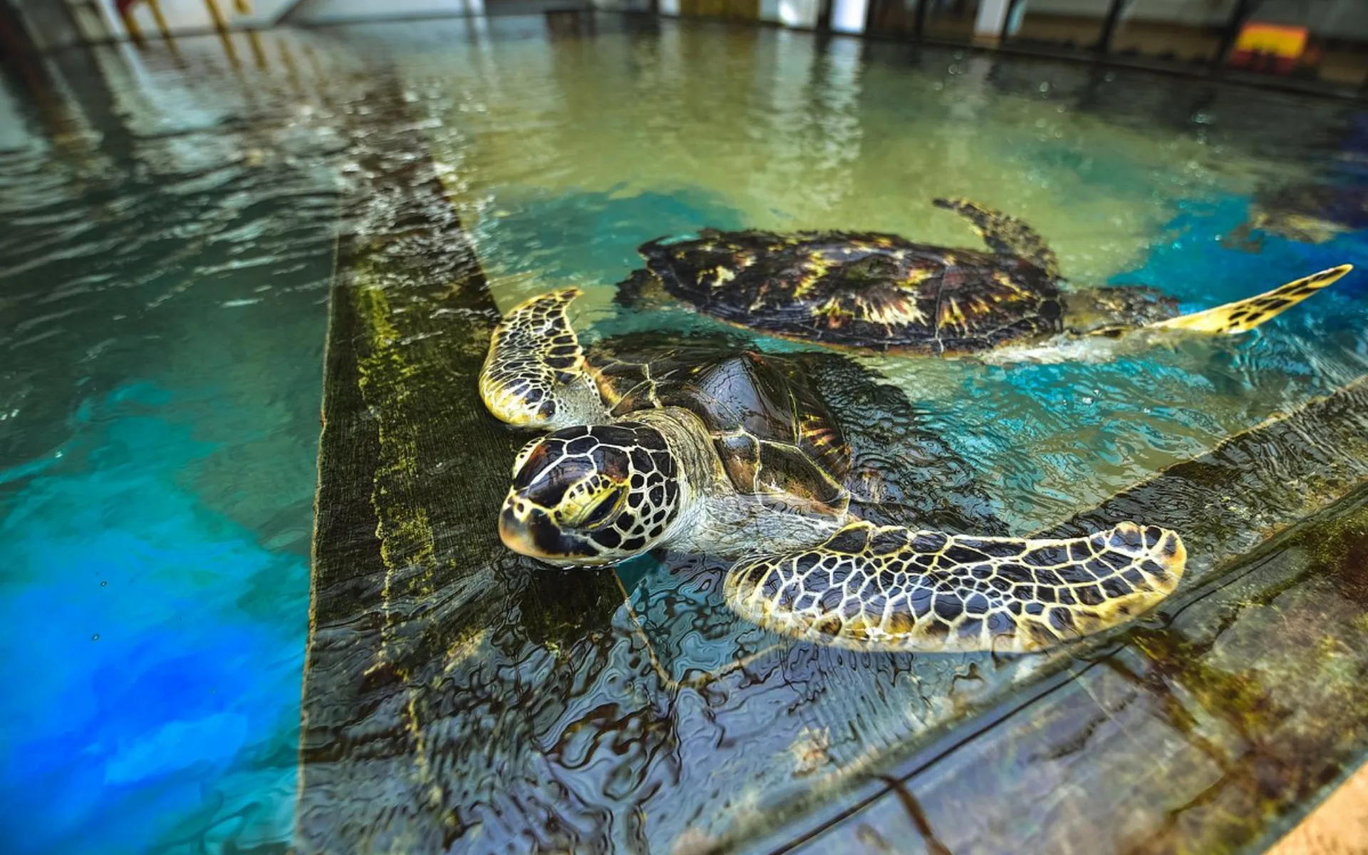 Turtle Farm